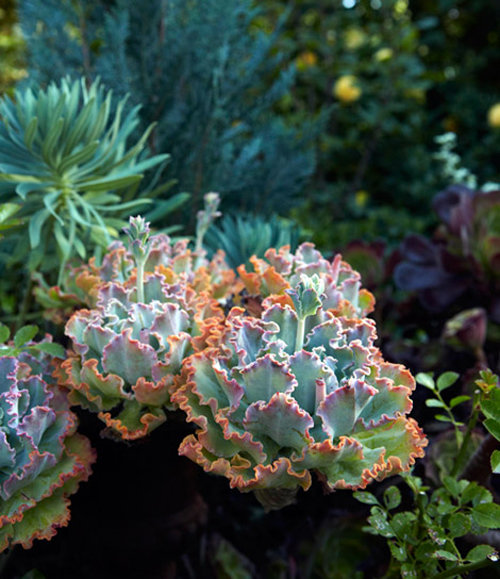 Фотография: Флористика в стиле , Ландшафт, Стиль жизни, Советы, Проект недели, Маргарита Алексеева, Green Buro – фото на INMYROOM