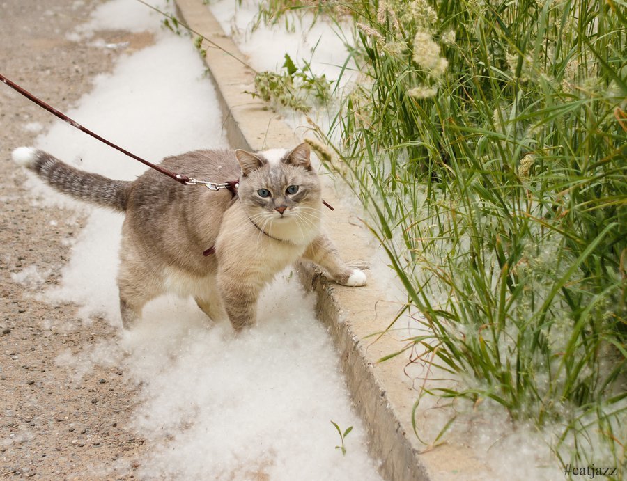 Фотография: в стиле , Советы, уборка, аллергия, тополиный пух – фото на INMYROOM