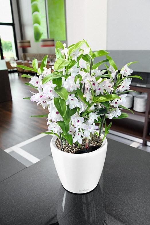 Фото из портфолио Кашпо с автополивом LECHUZA CLASSICO LS – фотографии дизайна интерьеров на INMYROOM