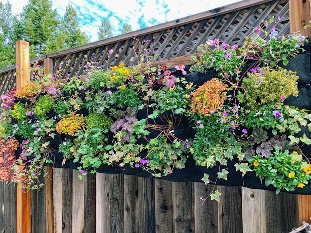 Фотография: Флористика в стиле , Советы, Дача, Дом и дача, ландшафтные работы, вертикальное озеленение – фото на INMYROOM