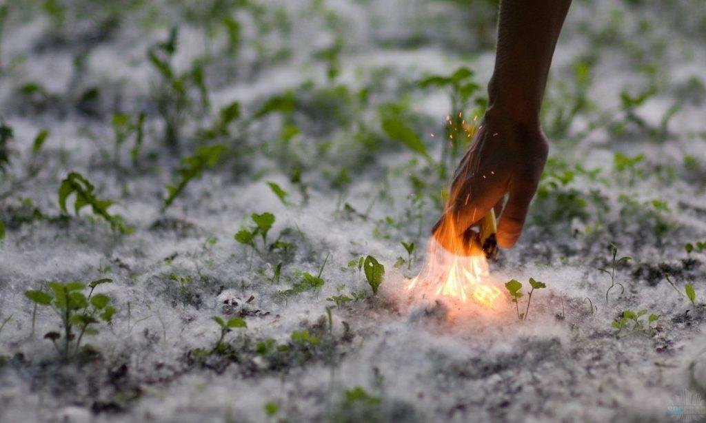 Фотография: в стиле , Советы, уборка, аллергия, тополиный пух – фото на INMYROOM