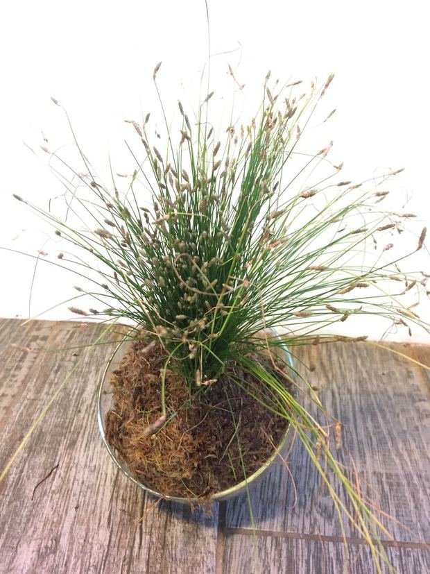 Фото из портфолио Композиции из растений – фотографии дизайна интерьеров на INMYROOM