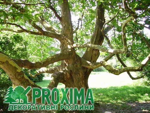Фото из портфолио Растения – фотографии дизайна интерьеров на INMYROOM