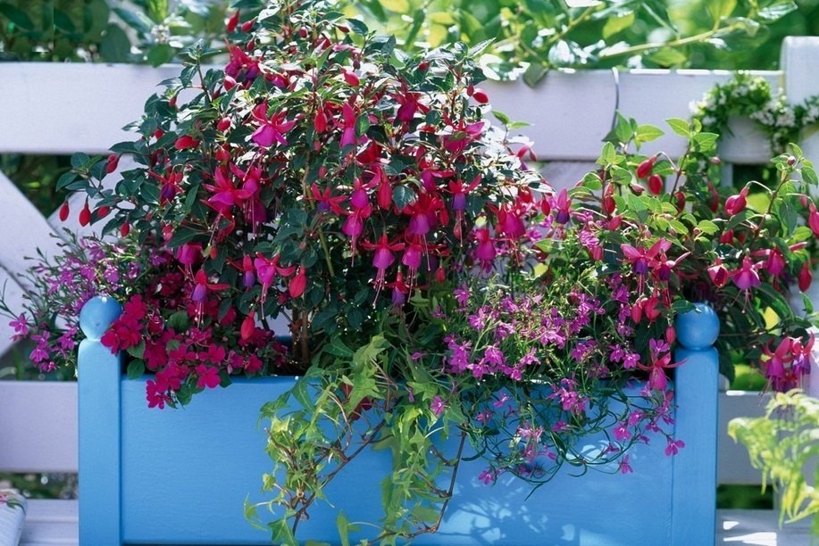 Фотография: в стиле , Балкон, Ландшафт, Терраса, Советы, Мария Шумская, огород на балконе, растения для южного балкона, растения для затененного балкона, растения на высоких этажах, как выбрать растения для балкона – фото на INMYROOM