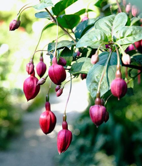 Фотография: Флористика в стиле , Ландшафт, Стиль жизни, Советы, Проект недели, Маргарита Алексеева, Green Buro – фото на INMYROOM