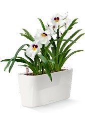Фото из портфолио Кашпо LECHUZA DELTA 10 и 20 – фотографии дизайна интерьеров на INMYROOM