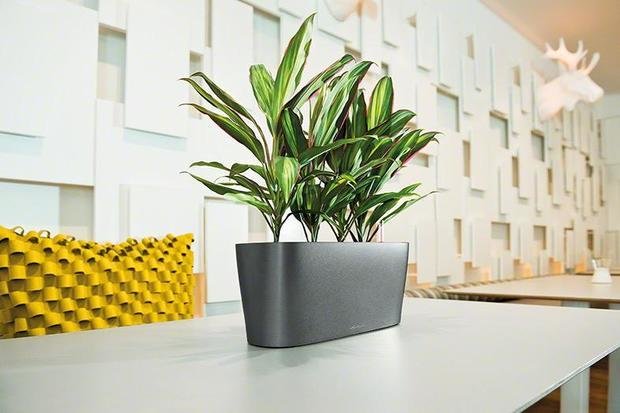 Фото из портфолио Кашпо LECHUZA DELTA 10 и 20 – фотографии дизайна интерьеров на INMYROOM