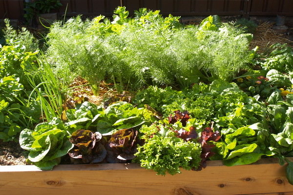 Фотография: Флористика в стиле , Кухня и столовая, Ландшафт, Стиль жизни, Дача, Для дачи и сада – фото на INMYROOM Фотография: Флористика в стиле , Кухня и столовая, Ландшафт, Стиль жизни, Дача, Для дачи и сада – фото на INMYROOM