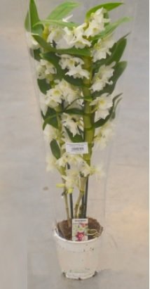 Фото из портфолио Новогодняя коллекция – фотографии дизайна интерьеров на INMYROOM