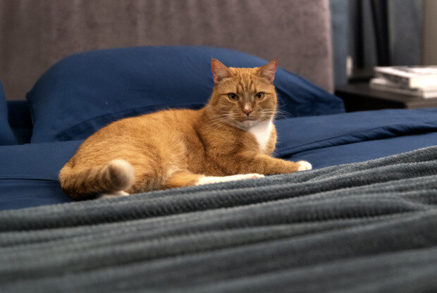 Фотография: Спальня в стиле Современный, Квартира, Проект дня, Москва, 3 комнаты, 60-90 метров, стильные интерьеры – фото на INMYROOM