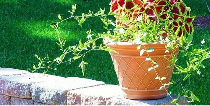 Фотография: Флористика в стиле , Ландшафт, Терраса, Стиль жизни, Москва – фото на INMYROOM Фотография: Флористика в стиле , Ландшафт, Терраса, Стиль жизни, Москва – фото на INMYROOM