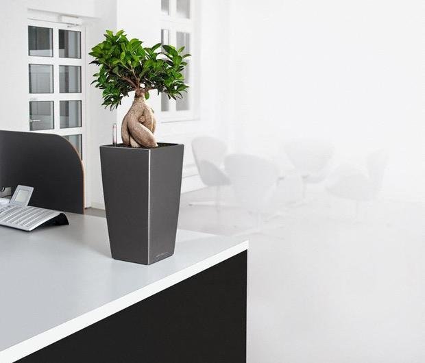 Фото из портфолио MAXI-CUBI и MINI-CUBI: цветочные горшки для растений от немецкого производителя LECHUZA – фотографии дизайна интерьеров на INMYROOM