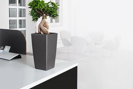 MAXI-CUBI и MINI-CUBI: цветочные горшки для растений от немецкого производителя LECHUZA