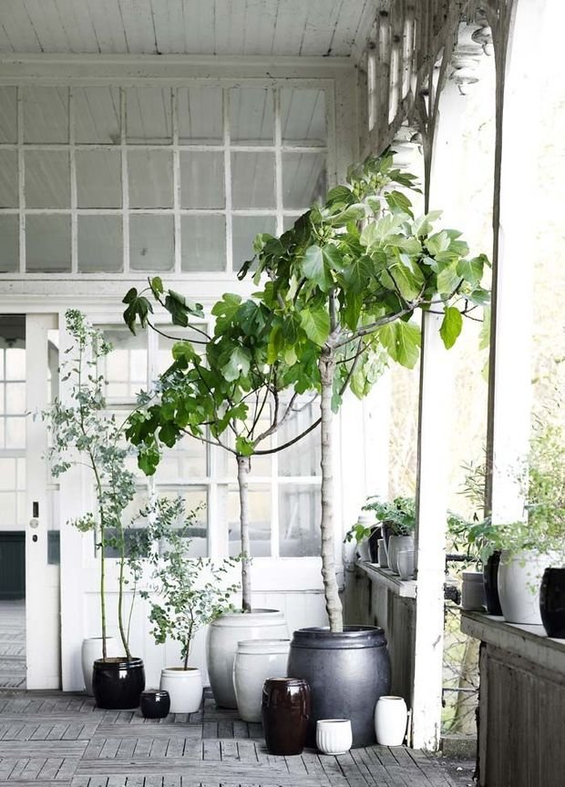 Фотография: Балкон, Терраса в стиле Скандинавский, Малогабаритная квартира, Квартира, Флористика, Стиль жизни, Зимний сад – фото на INMYROOM