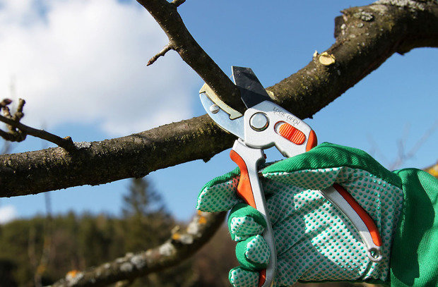 Фотография: в стиле , Ландшафт, Советы, Дом и дача, Татьяна Крамская – фото на INMYROOM