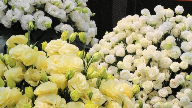 Фото из портфолио Избранные фотографии – фотографии дизайна интерьеров на INMYROOM