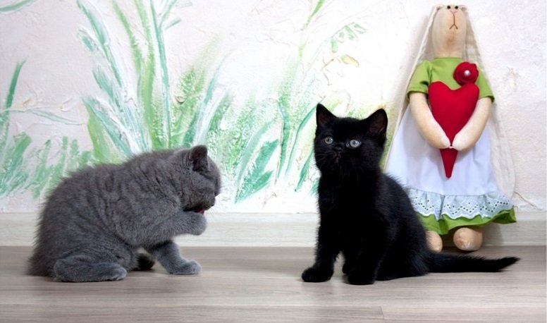 Фотография: в стиле , Детская, Советы, Роспись, Декоративная штукатурка, идеи для детской, Елена Булагина, Отделка стен, декор стен, интерьер детской, фотообои в интерьере, как оформить детскую, фотообои в детской, натуральные обои в интерьере, настеннный декор, как подобрать обои в интерьер – фото на INMYROOM