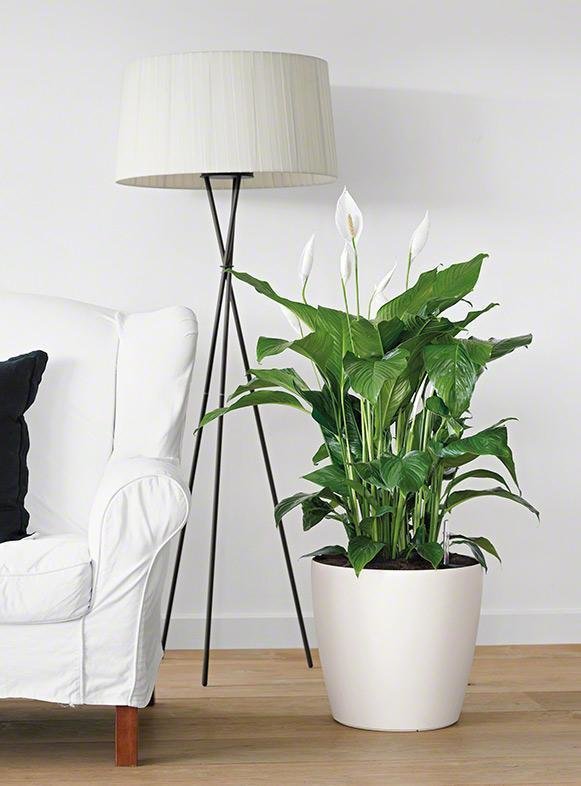 Фото из портфолио Кашпо CLASSICO Color – фотографии дизайна интерьеров на INMYROOM