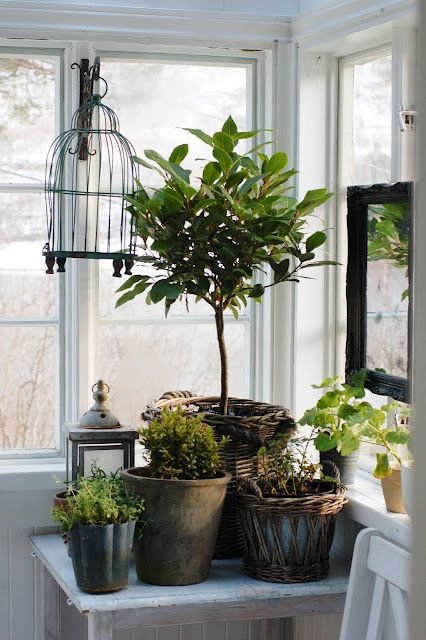 Фотография: Декор в стиле Прованс и Кантри, Малогабаритная квартира, Квартира, Флористика, Стиль жизни, Зимний сад – фото на INMYROOM Фотография: Декор в стиле Прованс и Кантри, Малогабаритная квартира, Квартира, Флористика, Стиль жизни, Зимний сад – фото на INMYROOM