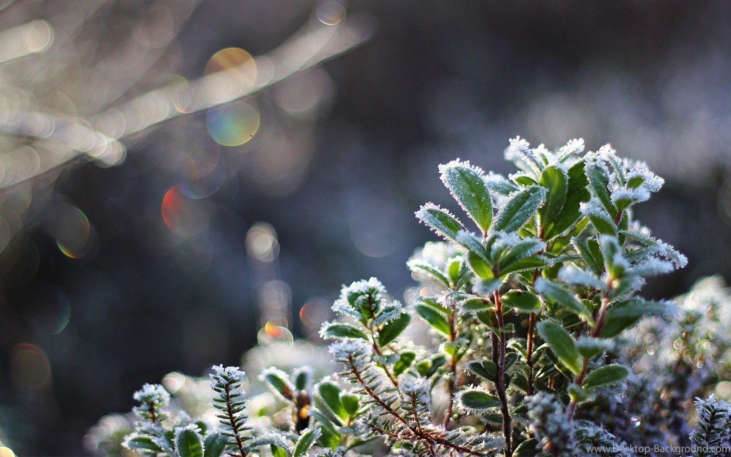 Фотография: в стиле , Ландшафт, Советы, Derevo Park – фото на INMYROOM