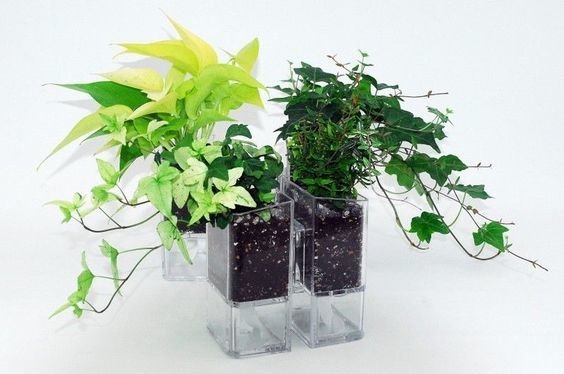 Фотография: Флористика в стиле , Декор интерьера, Советы, растения в интерьере, Vibe Life Technologies – фото на INMYROOM