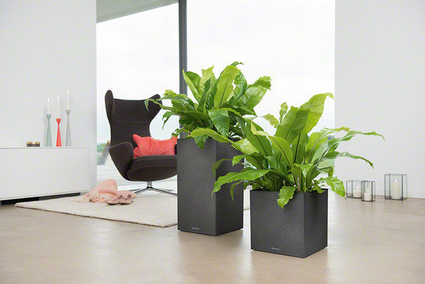 Фото из портфолио  Lechuza CANTO – фотографии дизайна интерьеров на INMYROOM