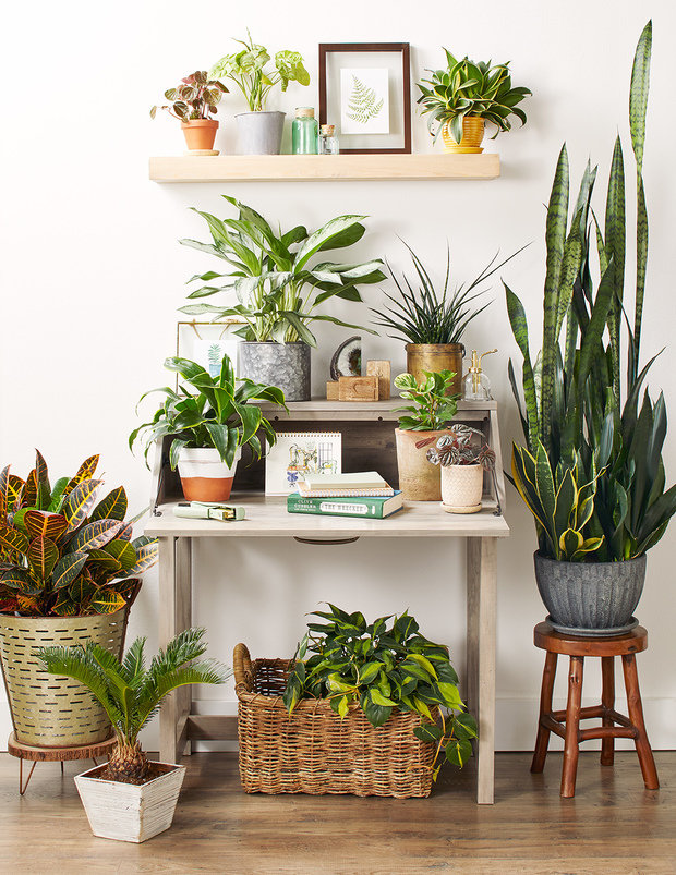 Фотография: Флористика в стиле , Советы, Умный дом – фото на INMYROOM