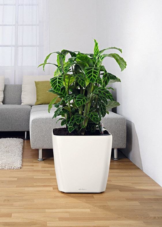 Фото из портфолио Кашпо LECHUZA (Лечуза) QUADRO LS – фотографии дизайна интерьеров на INMYROOM