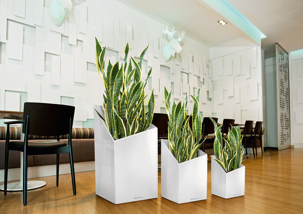 Фото из портфолио Кашпо напольное Lechuza CURSIVO – фотографии дизайна интерьеров на INMYROOM
