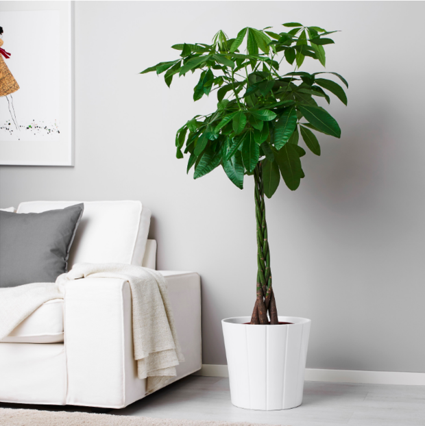 Фотография: Флористика в стиле Скандинавский, Декор интерьера, Советы, растения для ленивых, растения для интерьера – фото на INMYROOM