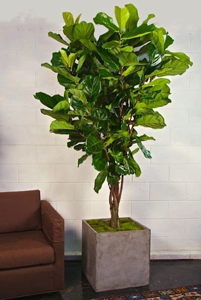 Фотография: Флористика в стиле , Декор интерьера, Декор, Советы – фото на INMYROOM