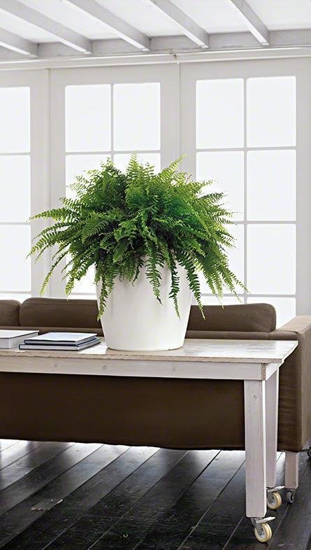 Фото из портфолио Кашпо CLASSICO Color – фотографии дизайна интерьеров на INMYROOM