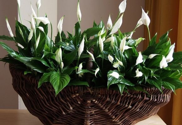 Фотография: Флористика в стиле ,  – фото на INMYROOM