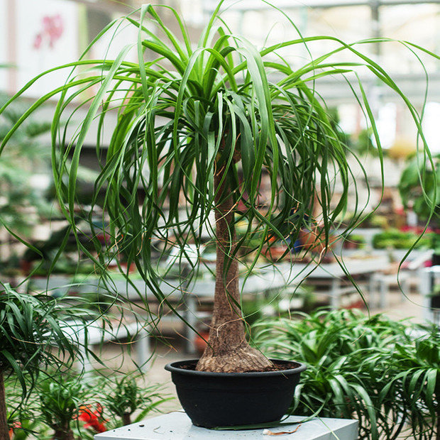 Фотография: Флористика в стиле Эко, Декор интерьера, Советы, растения для ленивых, растения для интерьера – фото на INMYROOM