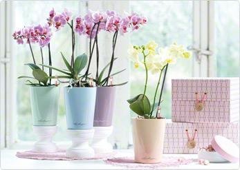 Фото из портфолио Кашпо с автополивом DELTINI и MINI-DELTINI – фотографии дизайна интерьеров на INMYROOM