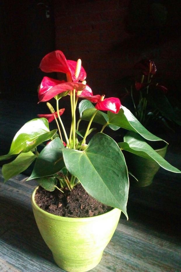 Фото из портфолио Композиции из растений – фотографии дизайна интерьеров на INMYROOM