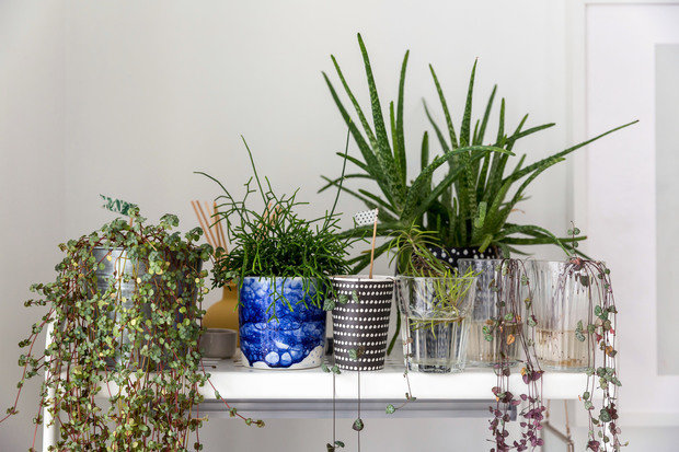 Фотография: Флористика в стиле , Скандинавский, Квартира, Проект недели, Москва, Герой InMyRoom, Хрущевка, 2 комнаты, до 40 метров, Ульяна Гришина, Наталья Чувинова – фото на INMYROOM