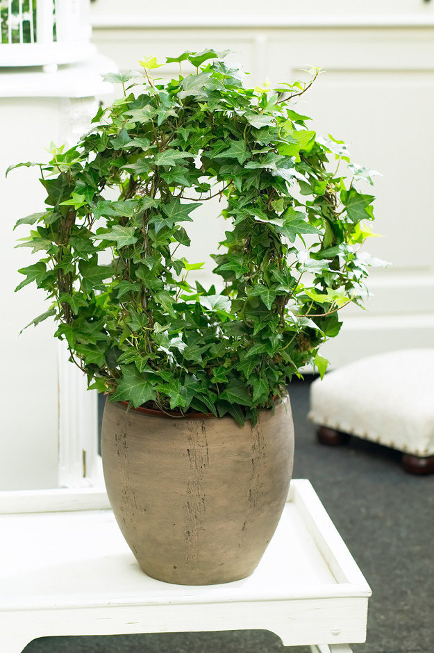 Фотография: в стиле , Флористика, Советы – фото на INMYROOM Фотография: в стиле , Флористика, Советы – фото на INMYROOM