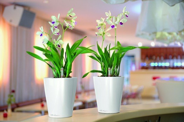 Фото из портфолио Кашпо с автополивом DELTINI и MINI-DELTINI – фотографии дизайна интерьеров на INMYROOM