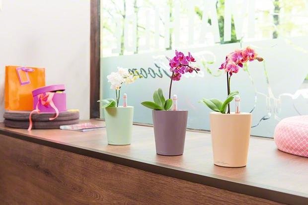 Фото из портфолио Кашпо с автополивом DELTINI и MINI-DELTINI – фотографии дизайна интерьеров на INMYROOM