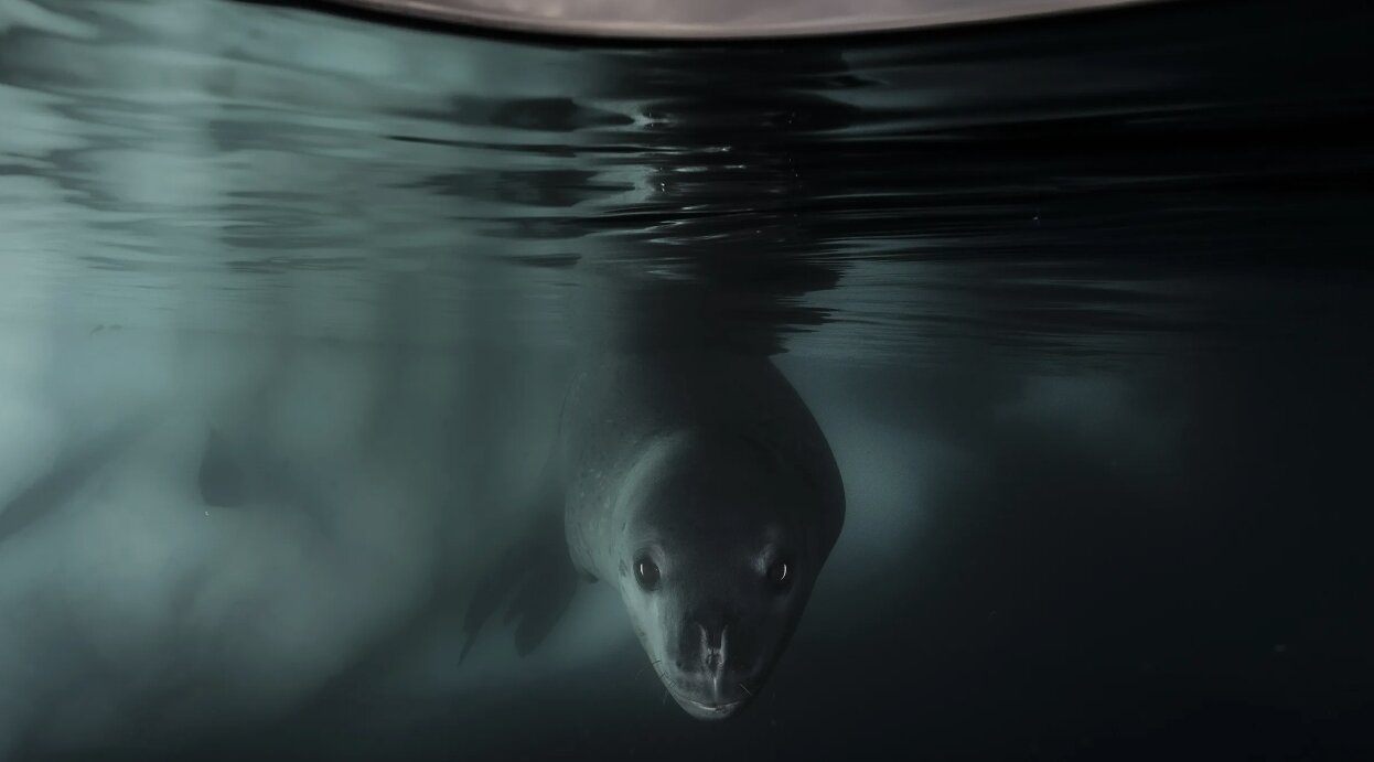 Фотография: в стиле , Фотография, LIFESTYLE, Интересные факты, премия, Wildlife Photographer – фото на INMYROOM Фотография: в стиле , Фотография, LIFESTYLE, Интересные факты, премия, Wildlife Photographer – фото на INMYROOM