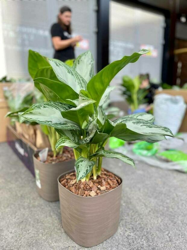 Фото из портфолио Кафе в БЦ М22 г. Санкт-Петербург – фотографии дизайна интерьеров на INMYROOM