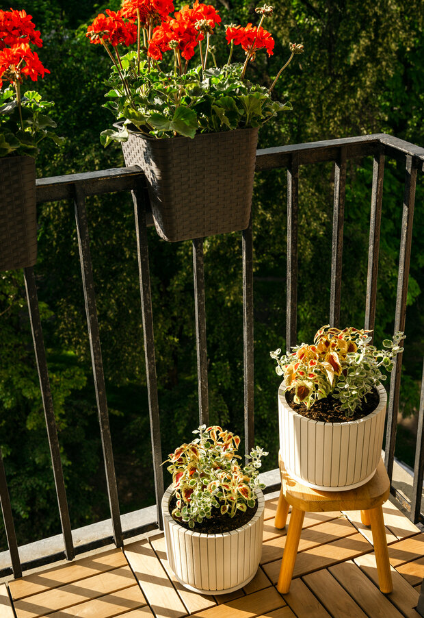 Фотография: Балкон в стиле Современный, Винтажный, Квартира, Проект дня, Минск, Сталинка, 2 комнаты, 60-90 метров, Елена Ерашевич, современный с элементами эклектики, винтажный/классический – фото на INMYROOM