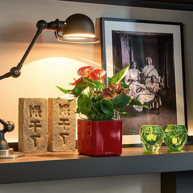 Фото из портфолио Цветочные кашпо Lechuza CUBE GLOSSY – фотографии дизайна интерьеров на INMYROOM