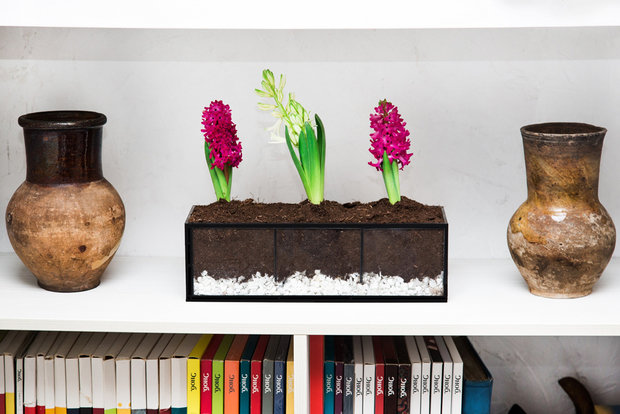 Фотография: Флористика в стиле , Декор интерьера, Советы, растения в интерьере, Vibe Life Technologies – фото на INMYROOM