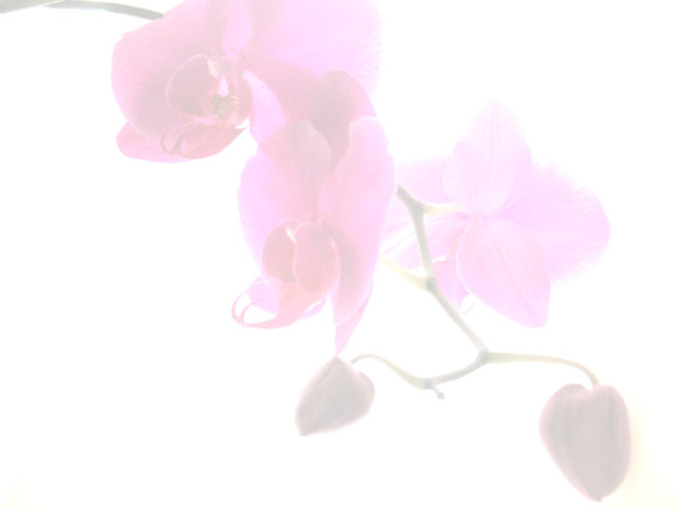 Фото из портфолио орхидеи для панно – фотографии дизайна интерьеров на InMyRoom.ru