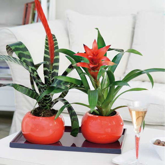 Фотография: Флористика в стиле , Стиль жизни – фото на INMYROOM