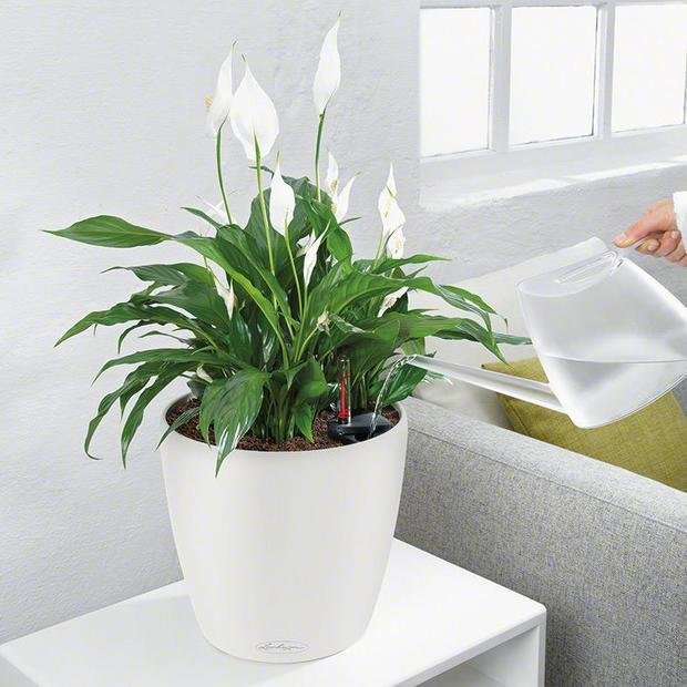 Фото из портфолио Кашпо CLASSICO Color – фотографии дизайна интерьеров на INMYROOM