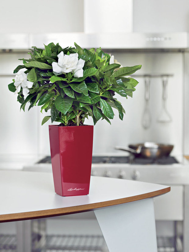 Фото из портфолио MAXI-CUBI и MINI-CUBI: цветочные горшки для растений от немецкого производителя LECHUZA – фотографии дизайна интерьеров на INMYROOM