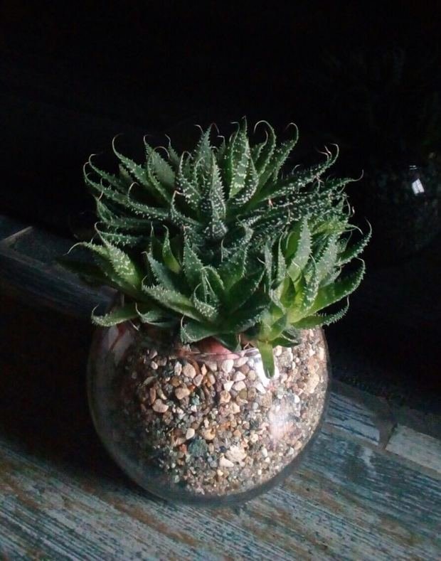 Фото из портфолио Композиции из растений – фотографии дизайна интерьеров на INMYROOM